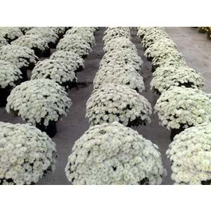 Chrysanthemum