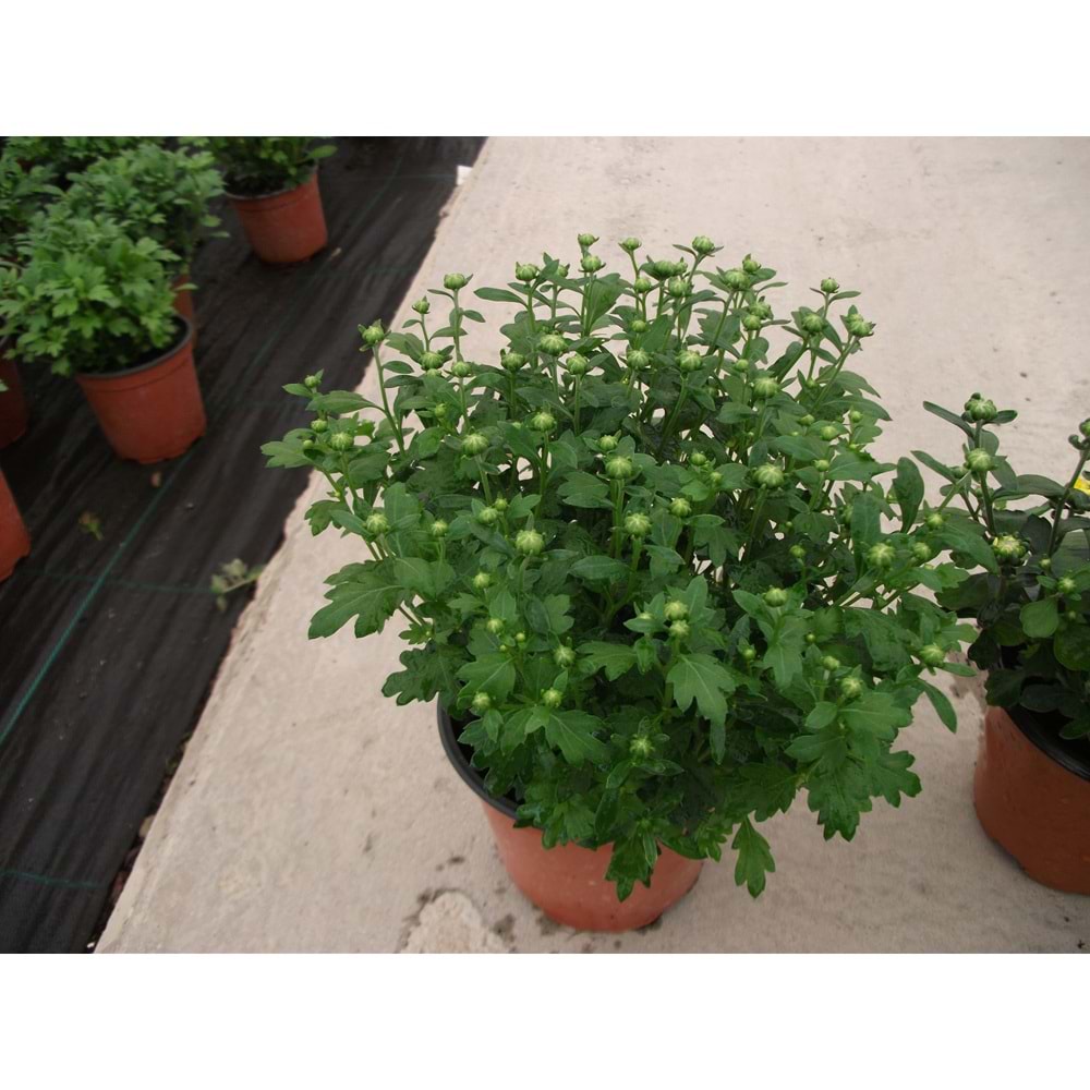 Chrysanthemum