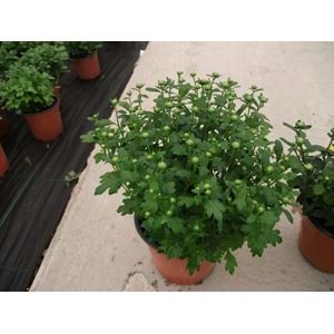 Chrysanthemum