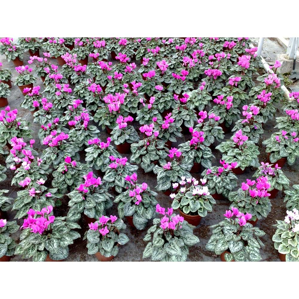 cyclamen