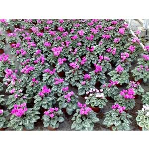 cyclamen