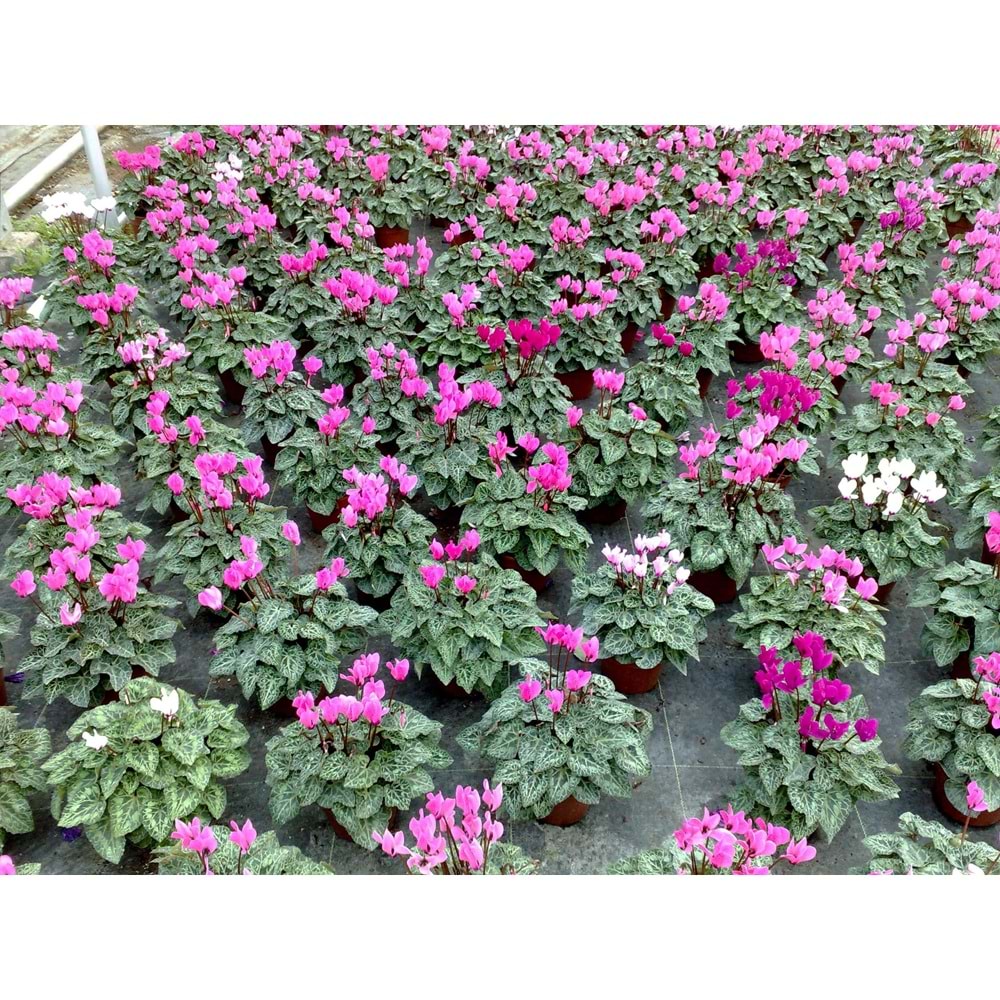 cyclamen