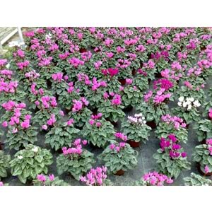 cyclamen