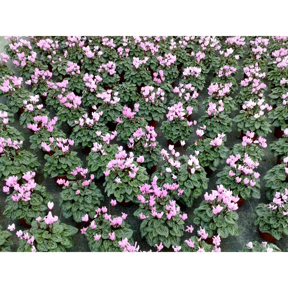 cyclamen