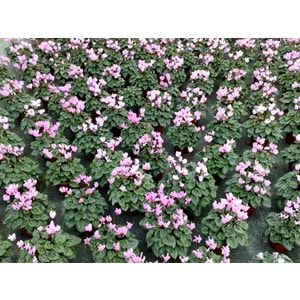 cyclamen