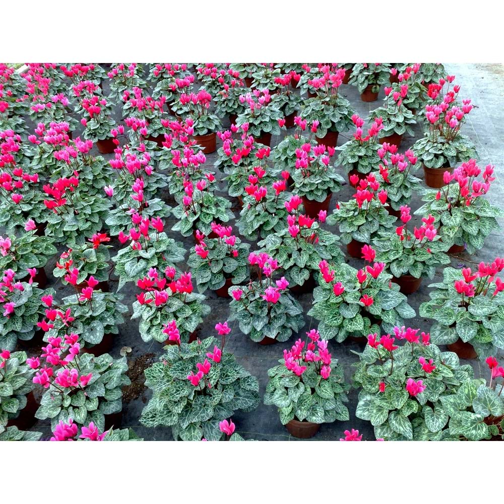 cyclamen