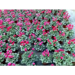 cyclamen