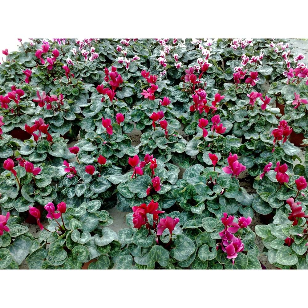 cyclamen