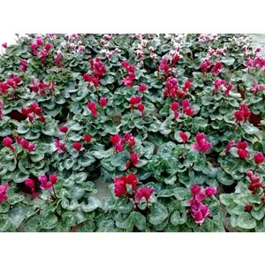 cyclamen