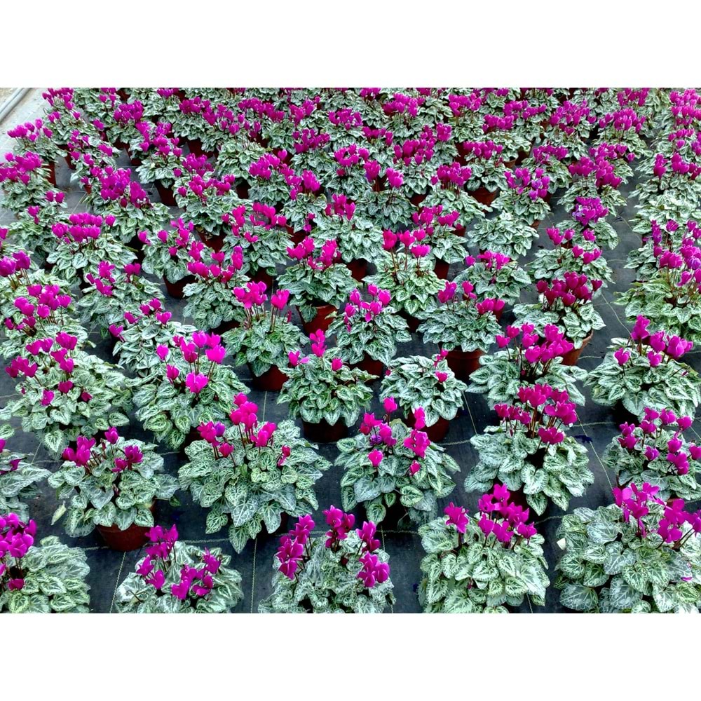 cyclamen