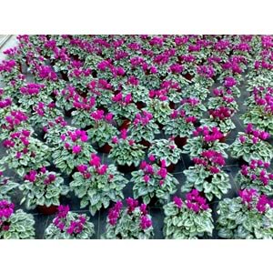 cyclamen