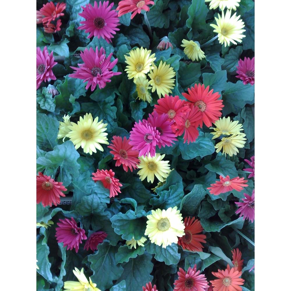 Dahlia