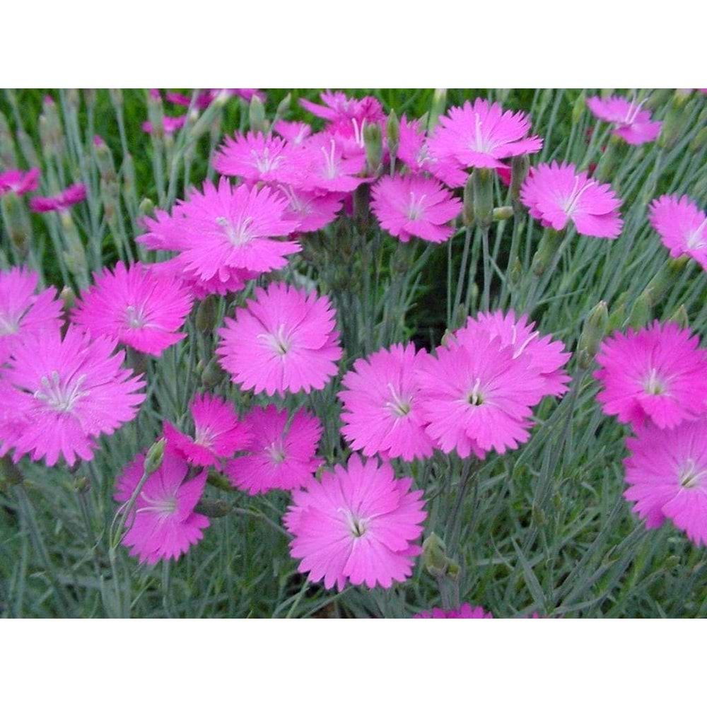 Dianthus