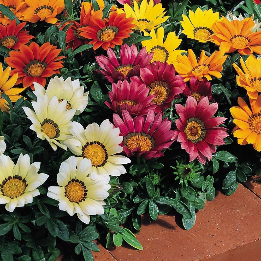 Gazania