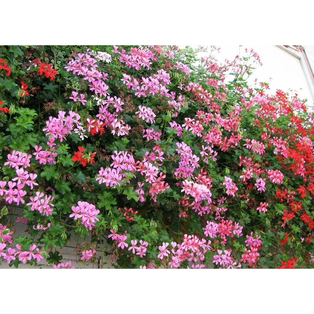 Pelargonium peltatum