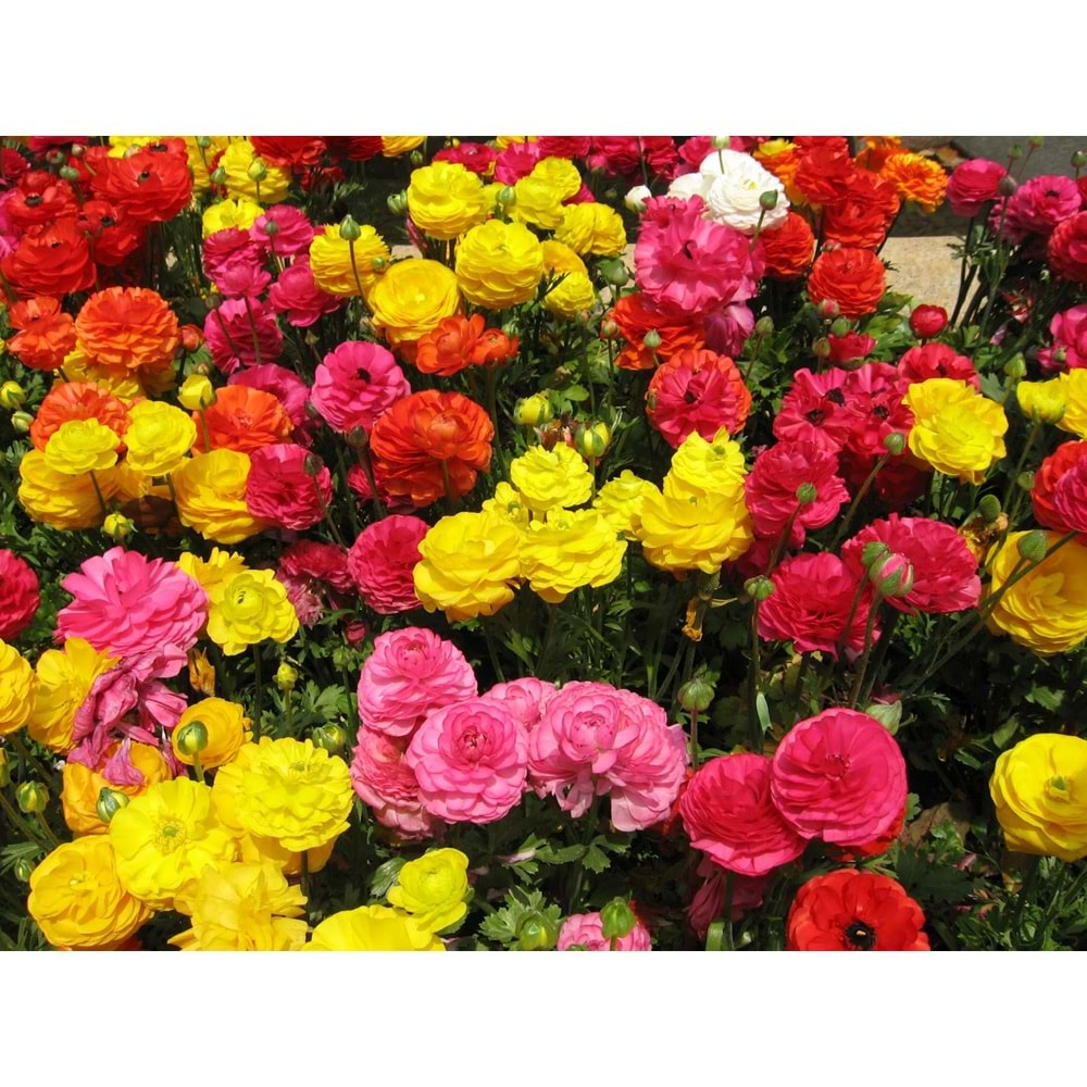 Ranunculus