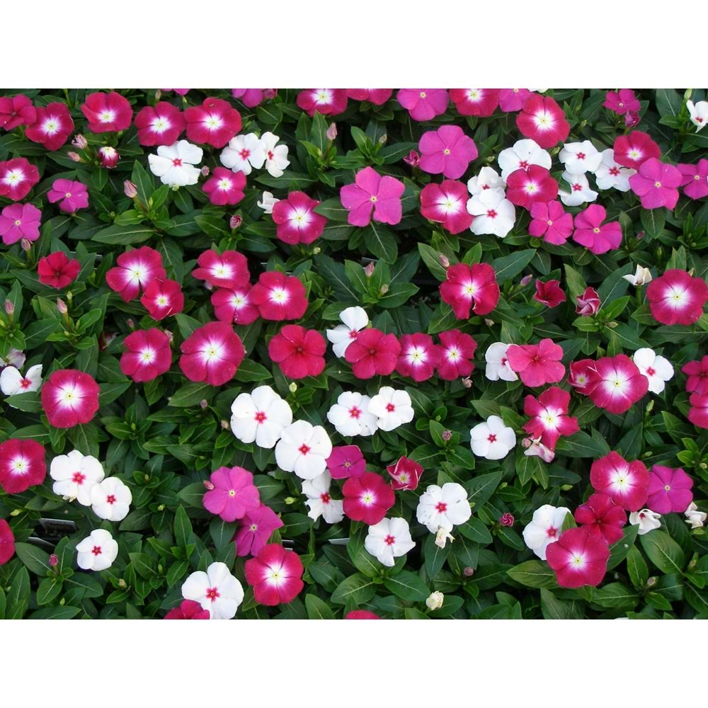 Vinca