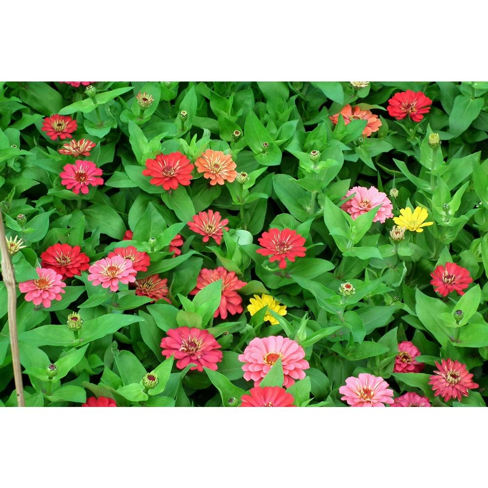 Zinnia